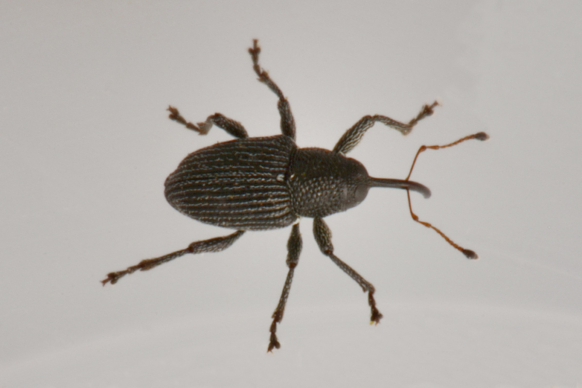 Curculionidae: Archarius pyrrhoceras